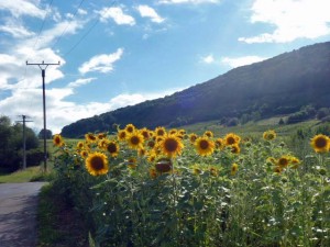 Ausflugsziele, Mosel, Gästezimmer, Zimmer , Unterkunft